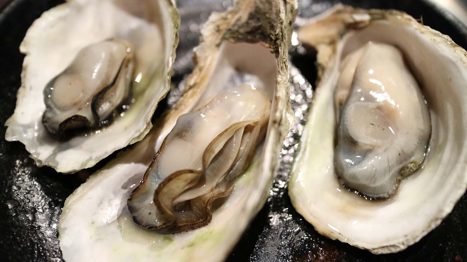 Serba-serbi Oysters